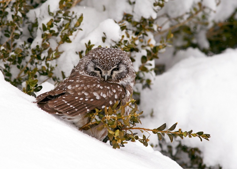 Boreal Owls are definitely one of my favourite birds. They are known for visiting residential neighbourhoods in mid-winter, when deep snow has impacted their traditional hunting areas in "the bush".
