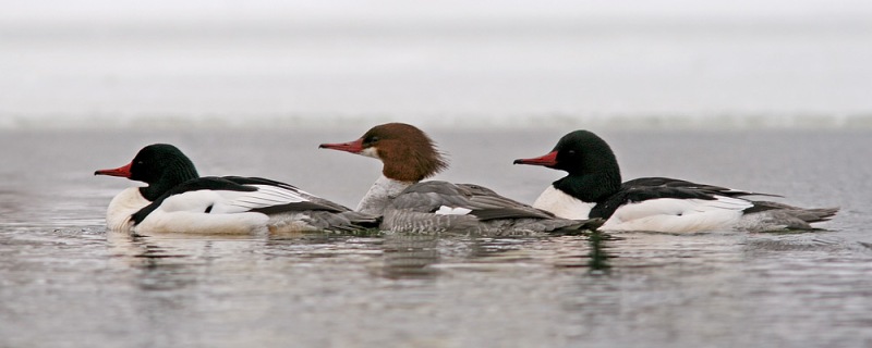 Photo opportunities with Common Mergansers are few and far between ,since they usually stick to larger patches of open water and are very wary. A small group making regular visits to Quidi Vidi have been becoming more tolerant of people and allowing some great looks. - Photo: Jared Clarke (February 22. 2014) 