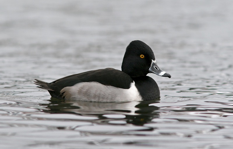 Ring-necked Ducks breed in Newfoundland, but are rarely easy to photograph. This drake has been hanging out in the relatively small patches of open water at Quidi Vidi since early February. - Photo: Jared Clarke (February 22. 2014) 