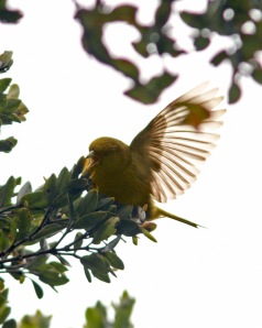 Although putting on a great show, this rare Akeke'e was very difficult to photograph high in the ohia canopy.