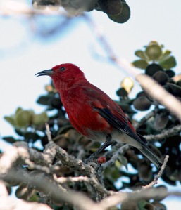 Apapane are perhaps the most common and widespread honeycreeper in Hawaii. These energetic, brilliant red birds occur on all the main islands.