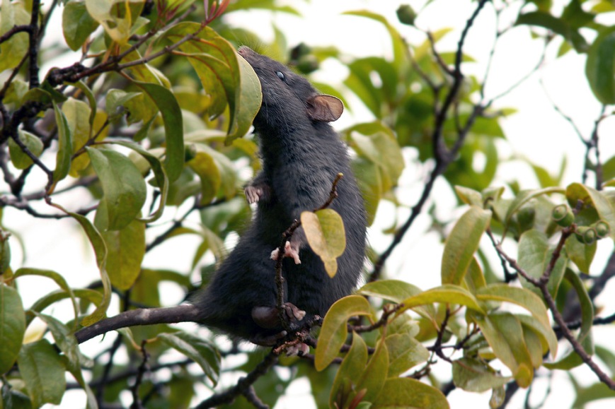 Introduced mammals, such as this Black Rat, have spelled doom for many of Hawaii's native birds.