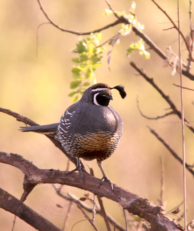 It seems strange to see California Quail in Hawaii, yet they are well established an now one of the more abundant game birds of the island's forests.