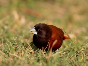 The tiny but brilliantly coloured Chestnut Munia was one of my favourite introduced species in Hawaii.