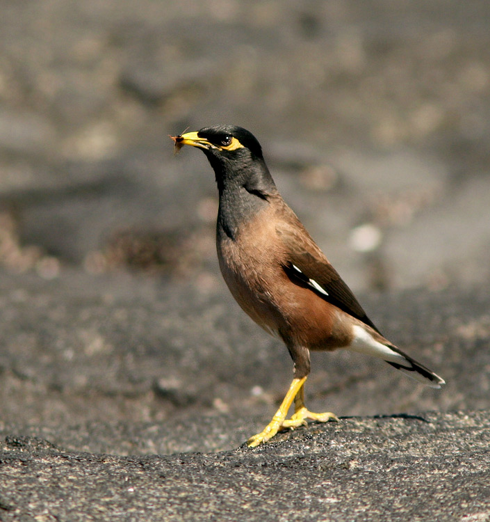 Common Myna is another common, introduced species of the Hawaiian Islands. They can be seen just about anywhere, but I like this photo of one walking around on the lava as it meets the sea at Honokohau harbour, Kona.