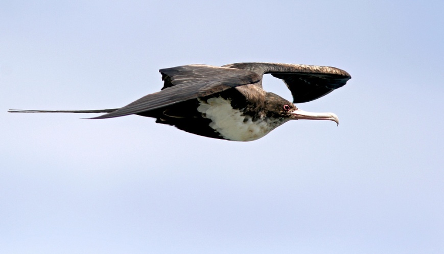 Great Frigatebirds, like this female, often flew in over the point seeming to check us out. Several times we saw them harass the other birds in attempt to steal food - as is their nature.