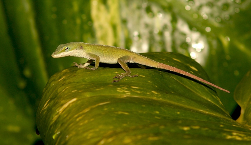 While Green Anoles actually occur in several colours, I liked these "typically" green ones best.