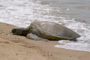 Green Sea Turtles are widespread in tropical and subtropical seas of the world. Many of the Pacific population visit the shoals and beaches of Hawaii, often hauling out to enjoy the sun. Not unlike many of the tourists who also visit here!