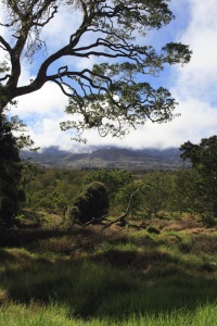 A view of Hakalau Forest, with a large Ohia Lehua looming in the foreground.