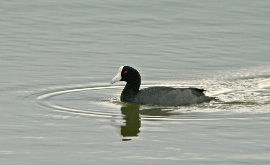 Hawaiian Coots, like this one at Aimikapa Pond, are now considered an endemic species - split from its American counterpart. Most have a fully white frontal shield, although a minority exhibit a red shield.