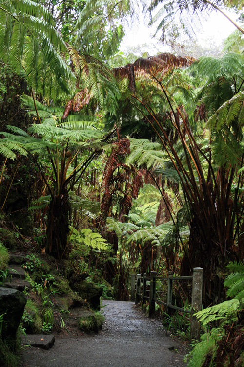The tree fern forests of Hawaii Volcanoes National Park had a "jurassic" vibe.