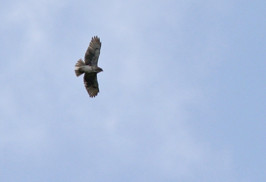 Two Hawaiian Hawks (an endemic species) soared high above us on the Puu Oo trail ... not exactly stunning photo opportunities, but great birds!