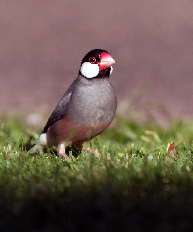 Java Sparrows are common in the Kona area, with this one hanging out around the gardens and lawns of our hotel.