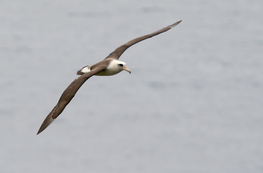 Laysan Albatross are one of the most recogniable seabirds in their world, with their sleek bodies and long wings.