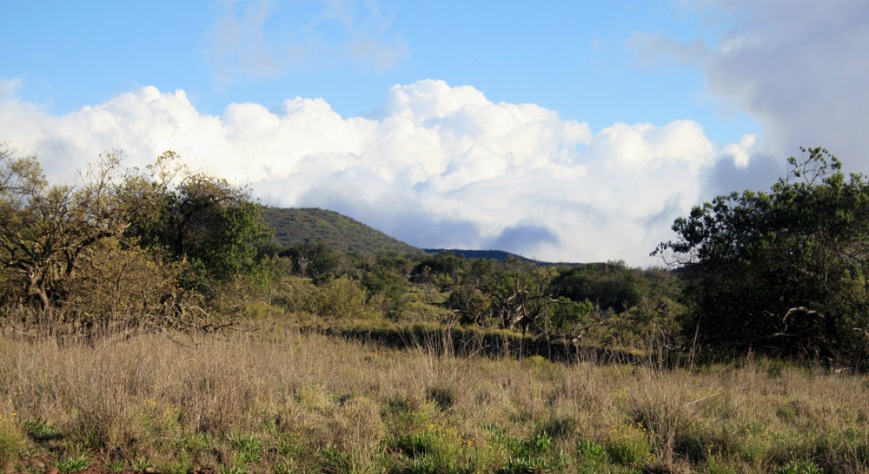 The forests on the western slopes of Mauna Kea are relatively dry and predominated by native mamane, naio and the now endangered sandalwood trees.
