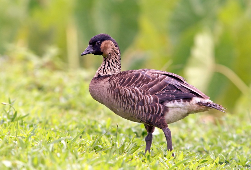 Nene, the official state bird of Hawaii, is an endemic species that evolved from Canada Goose (which likely arrived on the islands more than 500,000 years ago and still shows up in migration from time to time).