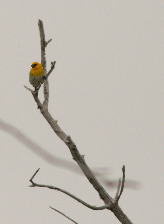 The Palila is one of the most endangered birds in Hawaii, with its entire population living in an area on the western slopes of Mauna Kea that can be seen in one panoramic view from the Saddle Road. All the other "grosbeak honeycreepers" have already become extinct.