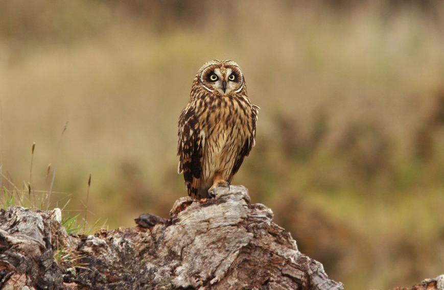 The Pueo is a native subspecies of Short-eared Owl. This one posed for looks on the eastern slopes of Mauna Kea.