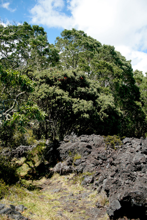 The edge a kipuka visited by the Puu Oo trail, where the old growth forest meets the barren lava flow.