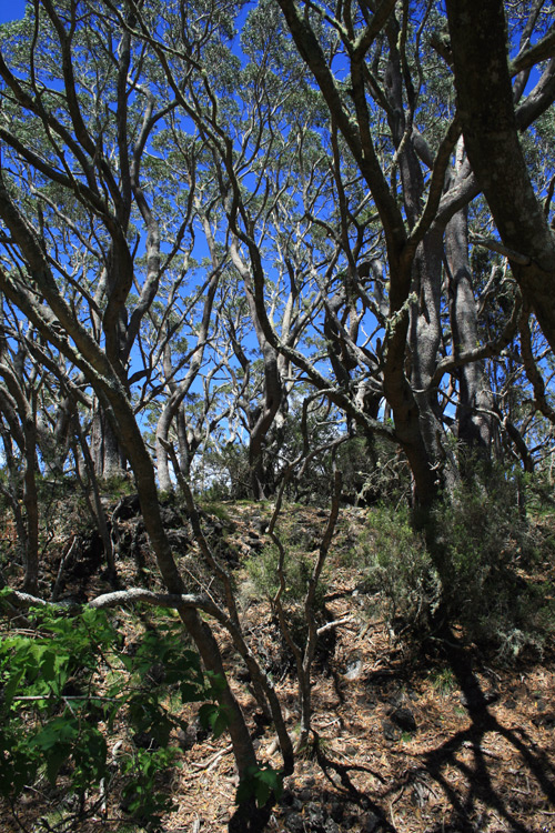 Koa trees, like these on the Puu Oo trail, are an important native tree on the Hawaiian islands. They are not only part of important ecological niches for threatened species like Akiapoloa'au and Hawaii Creeper, but it is also used in a lot of local woodcraft due to its beautiful grain. 