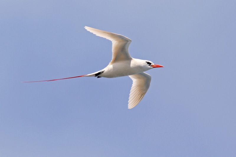 Redtailed Tropicbirds also nest on the cliffs at Kilauea Point, and were often seen floating by or engaging in their acrobatic courtships displays. 