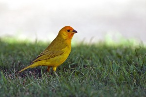 Saffron Finches, introduced from South America, add some extra colour to the Kona scenery.