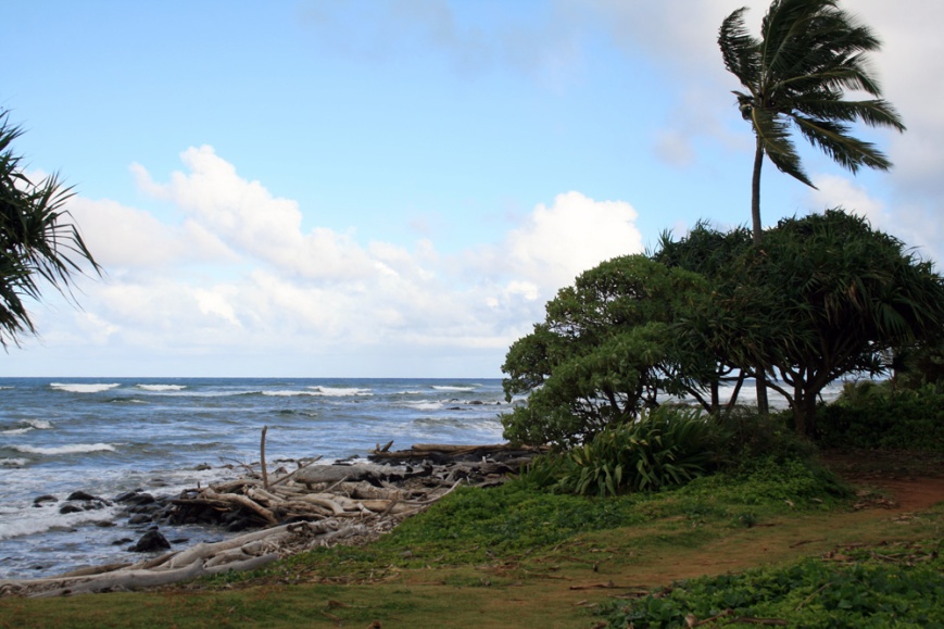 A driftwood beach and thick, green grass in Wailua, just behind our hotel.