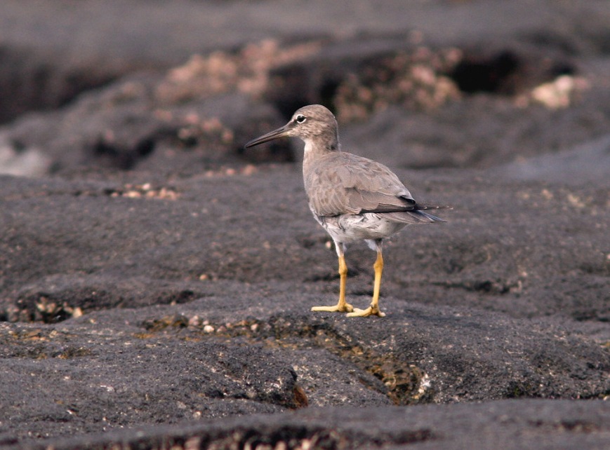 Wandering Tattlers are among the most common shorebirds in Hawaii - but still quite exciting for an east coaster like me!