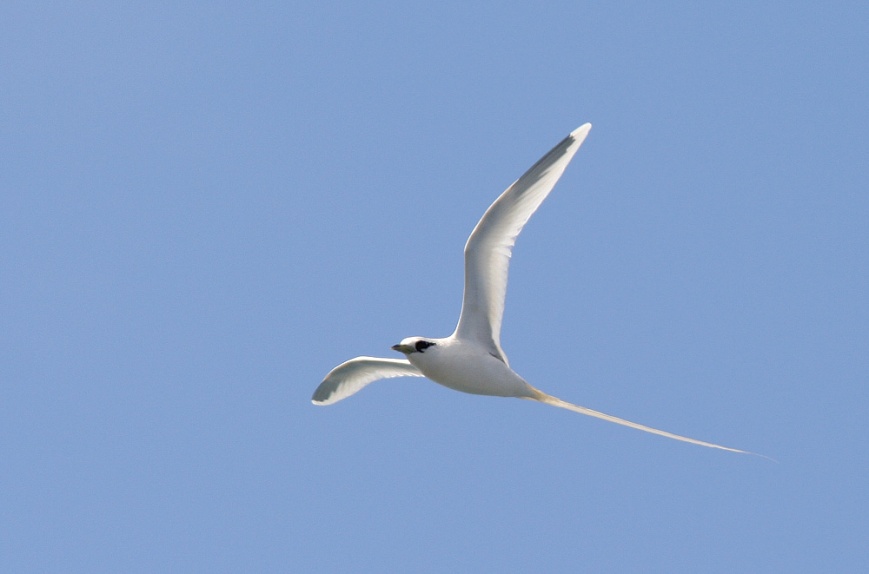 White-tailed Tropicbirds, on the other hand, tend to nest in the canyons further inland. However, a handful of individuals were seen during the day.