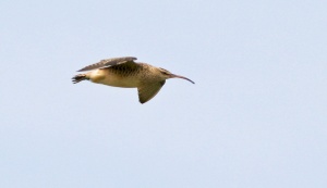Bristle-thighed Curlew are difficult to see anywhere in North America, but winter at several locations in Hawaii. Great bird!!