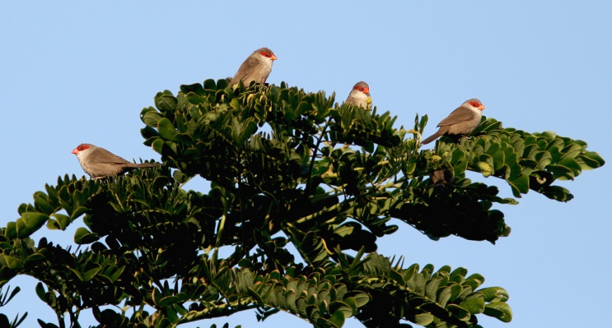 A large flock of Common Waxbill were foraging in the centre of Kapiolani Park, offering by far the best views we had of this species in Hawaii.