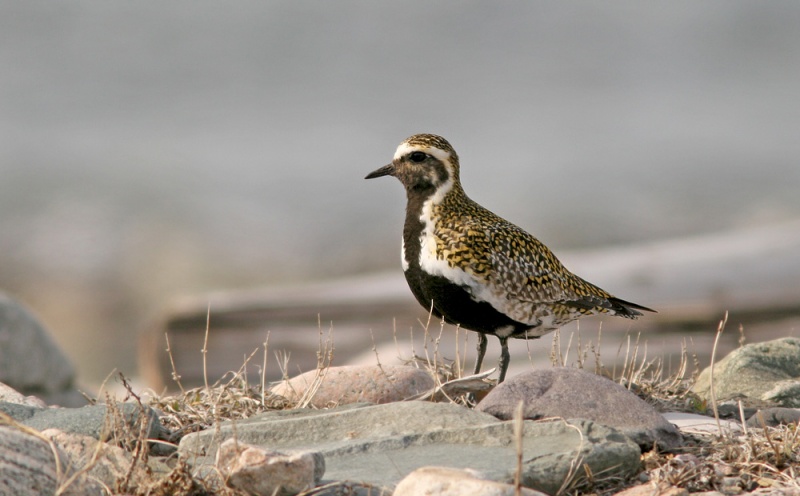 More than 300 European Golden Plovers were reported across Newfoundland in early May - a huge (though not quite record!) invasion of this nearly annual rarity. 