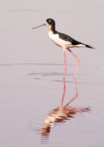Hawaiian (Black-necked) Stilt is an endemic subspecies and exhibits more black in the head and neck than its mainland cousin.