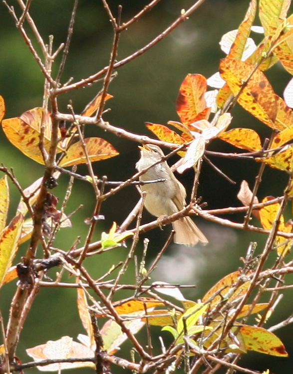 Japanese Bush Warbler, introduced in 1929, is very secretive and often hard to find in the thick understory. We were fortunate to see this one singing its distinctive song.