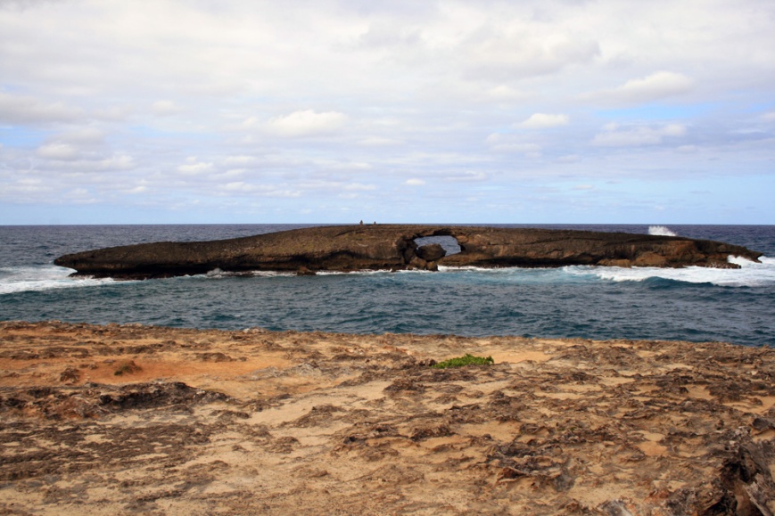 A natural sea arch lies just offshore at La'ie Point -- and just beyond that we were thrilled by a Masked Booby circling and plunge diving!