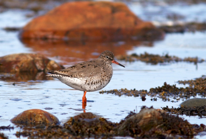 However, the real star of the Euro Inasion was a Common Redshank at Renews from May 3-13. Since it represented just the third record (and sixth individual) for both Newfoundland and North America, many birder came from near and far to see it. A second individual presnt at the same location on May 4 was chased off by the first and never seen again!