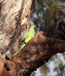Rose-ringed Parakeets, which were introduced to the Hawaiian Islands as escaped cagebirds, are well established in some parts of Honolulu. 