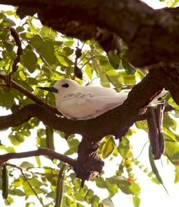 This White Tern chick, nearly ready to fledge, was found nestled on a branch in Kapiolani Park - one of only a few places where these stunning birds nest in Hawaii.
