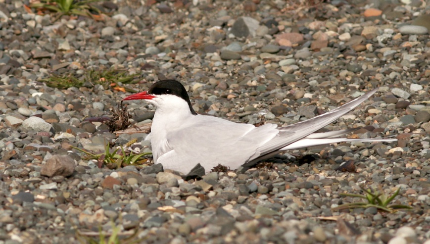Arctic Tern have been nesting on the bach at St. Vincent's for a number of years now, allowing for unusually close encounters with these often shy birds.