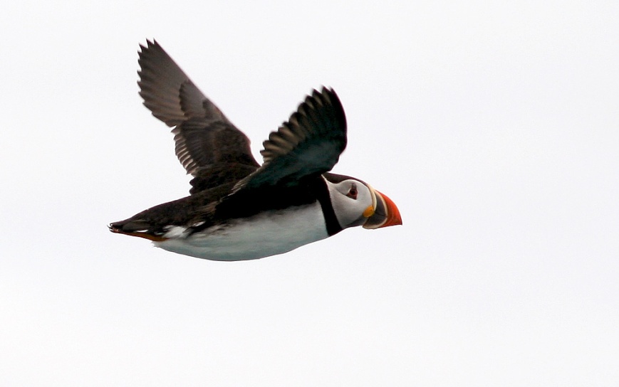 Atlantic Puffin, Witless Bay Ecological Reserve (Wildland Tours/Adventure Canada/O'Brien's Boat Tours)