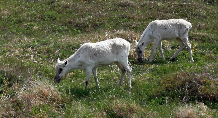 Following on this theme, North America's southernmost herd of Woodland Caribou can often be seen in this area, too.