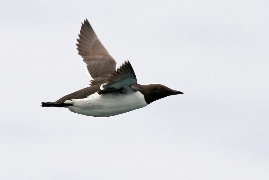 Common Murre, Witless Bay Ecological Reserve (Wildland Tours/Adventure Canada/O'Brien's Boat Tours)