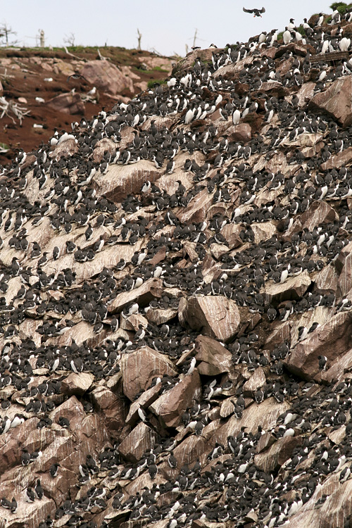 The massive colonies of Common Murre in Witless Bay Ecological Reserve are always awe-inspiring! (Wildland Tours/Adventure Canada/O'Brien's Boat Tours)