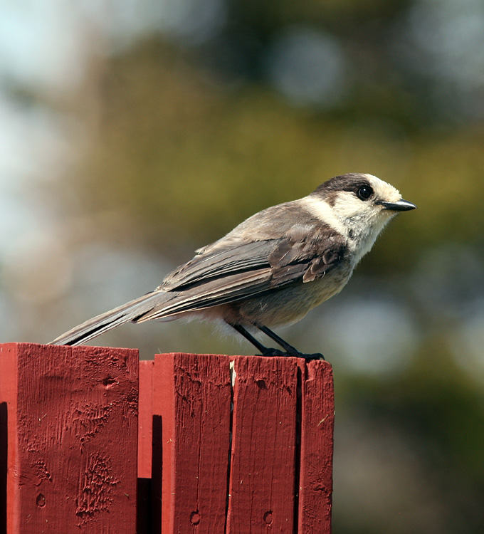 We enjoyed a visit by a pair of inquisitive Gray Jays while visiting Castle Hill.