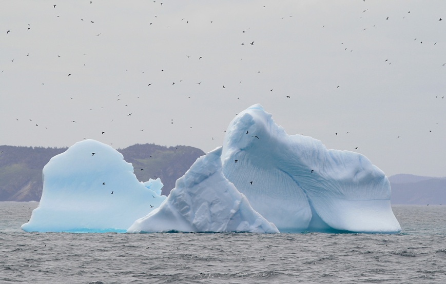 Icebergs have been everywhere this spring - including one we enjoyed right alongside the huge seabird colonies of Witless Bay Ecological Reserve (Wildland Tours/Adventure Canada/O'Briens Boat Tours)