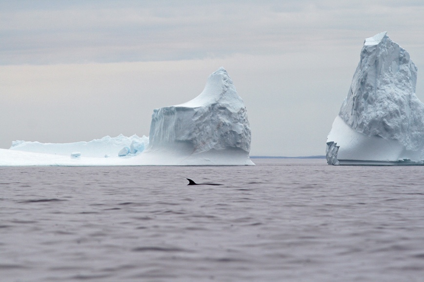 Sometimes, a whale or two even got in the way of the iceberg viewing  ;)