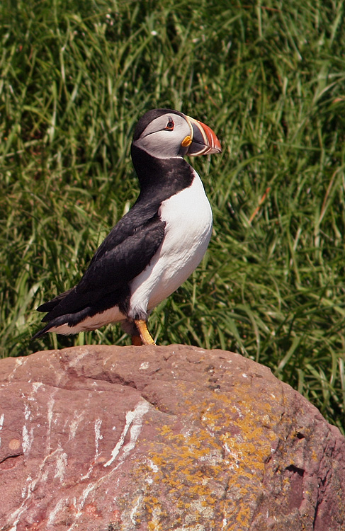 We also enjoyed a visit to Elliston, where the Atlantic Puffins can be enjoyed comfortably from land.