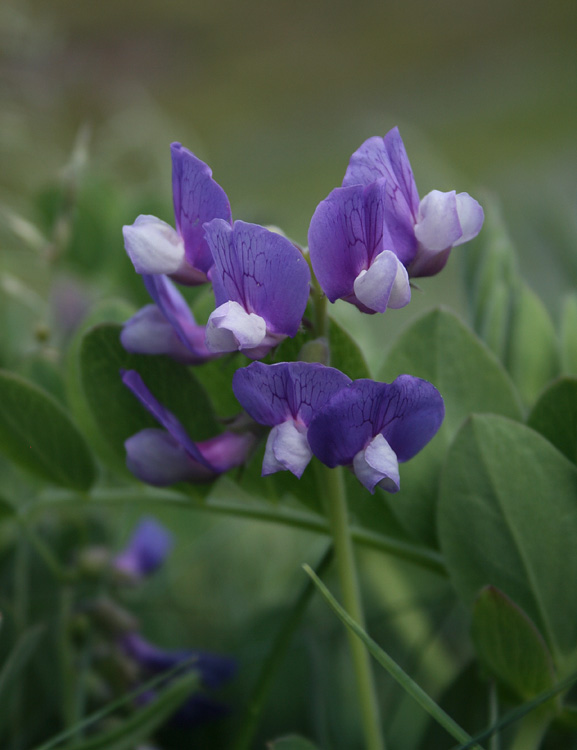 Beach Pea is another lovely but often overlooked flower that blossoms on our beaches.