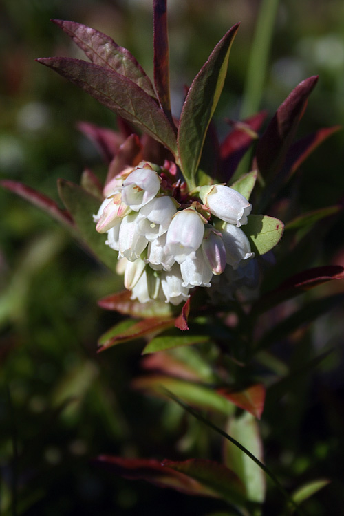 Berry season was still weeks away, but the blossoms were a good sign. These blueberry flowers were at Blackhead.