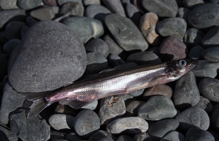 ...where we found a small run of capelin "rolling" on the beach.